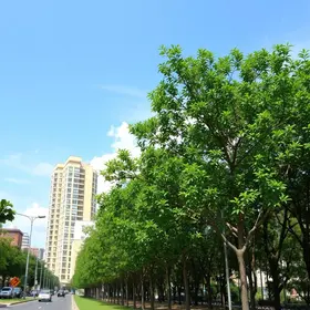 Prefeitura amplia arborização de Aracaju com plantio de árvores e ações ambientais