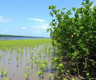 Prefeitura de Aracaju realiza plantio de mudas de mangue na Zona de Expansão